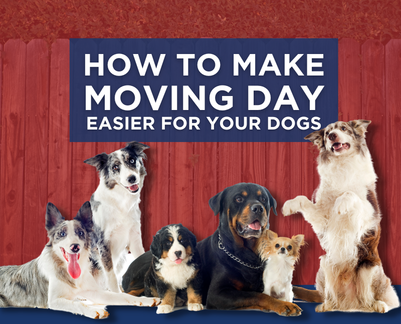 make moving day easier for dogs