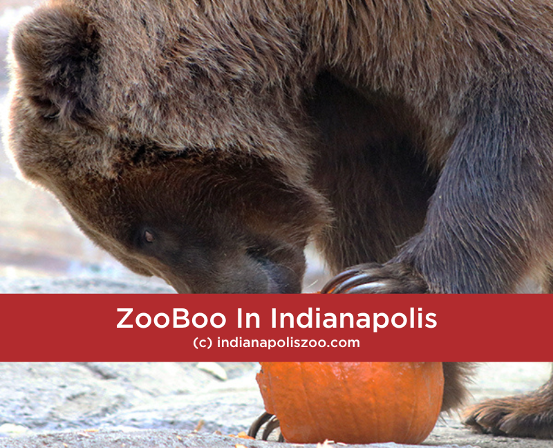 ZooBoo In Indianapolis