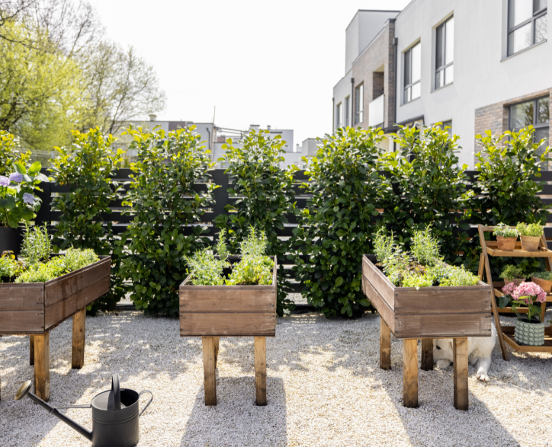 home vegetable garden